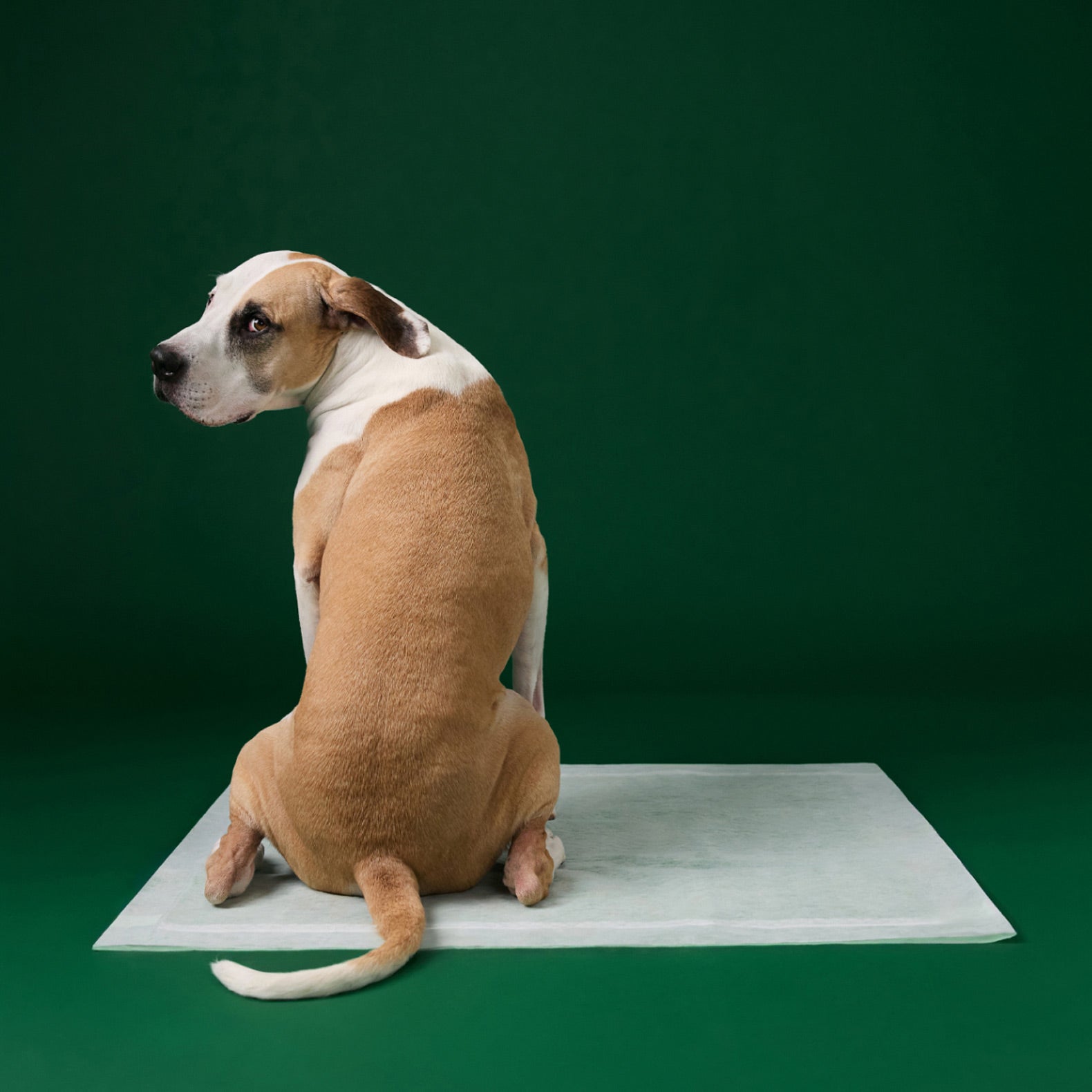 Disposable Dog Pee Pads with AbsorbShield+ Technology - 3XL - 36" x 36" (24 Count)