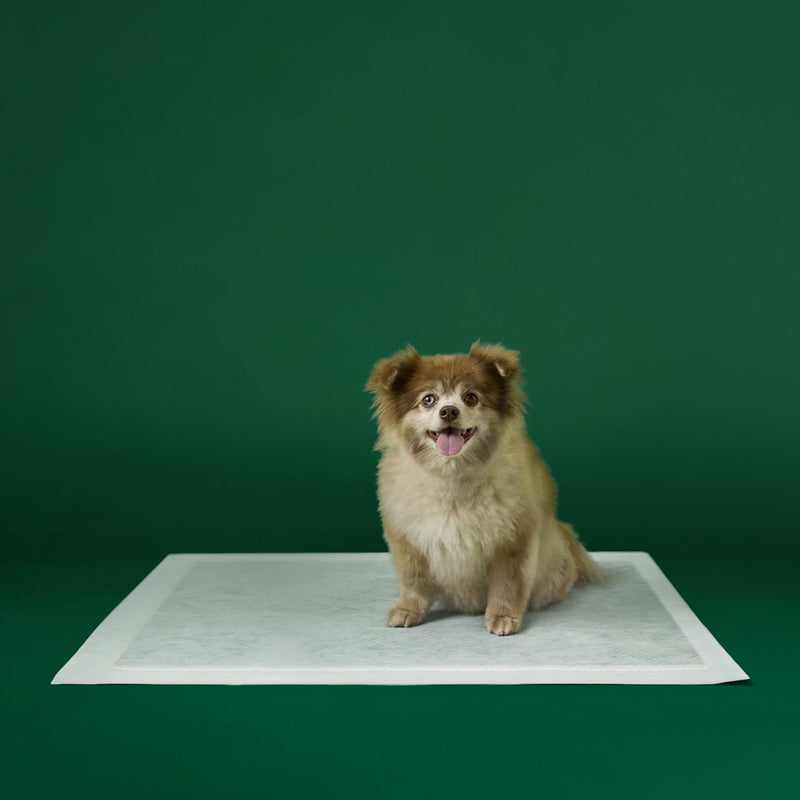 Disposable Dog Pee Pads with AbsorbShield+ Technology B1